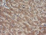 TRIM38 Antibody in Immunohistochemistry (Paraffin) (IHC (P))