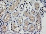 TRIM38 Antibody in Immunohistochemistry (Paraffin) (IHC (P))