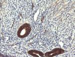 TRIM38 Antibody in Immunohistochemistry (Paraffin) (IHC (P))