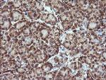 TRIM38 Antibody in Immunohistochemistry (Paraffin) (IHC (P))