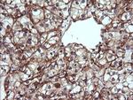 TRIM38 Antibody in Immunohistochemistry (Paraffin) (IHC (P))