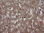 TRIM38 Antibody in Immunohistochemistry (Paraffin) (IHC (P))