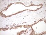 TRIM56 Antibody in Immunohistochemistry (Paraffin) (IHC (P))