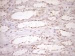 TRIM56 Antibody in Immunohistochemistry (Paraffin) (IHC (P))