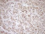 TRIM56 Antibody in Immunohistochemistry (Paraffin) (IHC (P))