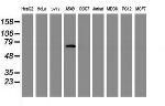 TRIM9 Antibody in Western Blot (WB)