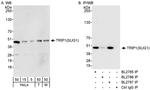 TRIP1/SUG1 Antibody in Western Blot (WB)