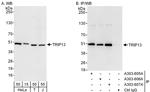 TRIP13 Antibody in Western Blot (WB)