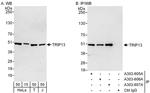 TRIP13 Antibody in Western Blot (WB)