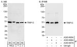 TRIP13 Antibody in Western Blot (WB)