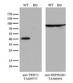 TRIP13 Antibody in Western Blot (WB)