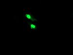 TRMT2A Antibody in Immunocytochemistry (ICC/IF)