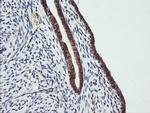 TRMT2A Antibody in Immunohistochemistry (Paraffin) (IHC (P))