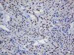 TRMT2A Antibody in Immunohistochemistry (Paraffin) (IHC (P))