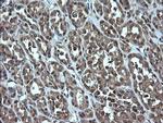 TRMT2A Antibody in Immunohistochemistry (Paraffin) (IHC (P))