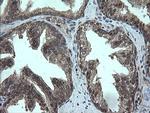 TRMT2A Antibody in Immunohistochemistry (Paraffin) (IHC (P))