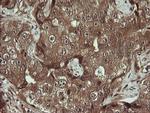 TRMT2A Antibody in Immunohistochemistry (Paraffin) (IHC (P))