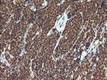 TRMT2A Antibody in Immunohistochemistry (Paraffin) (IHC (P))