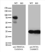 TRMT2A Antibody in Western Blot (WB)