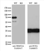 TRMT2A Antibody in Western Blot (WB)