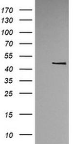 TRMU Antibody in Western Blot (WB)