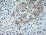 TRPM4 Antibody in Immunohistochemistry (Paraffin) (IHC (P))