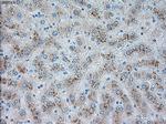 TRPM4 Antibody in Immunohistochemistry (Paraffin) (IHC (P))