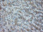 TRPM4 Antibody in Immunohistochemistry (Paraffin) (IHC (P))