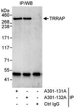 TRRAP Antibody in Immunoprecipitation (IP)