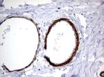 TSC1 Antibody in Immunohistochemistry (Paraffin) (IHC (P))