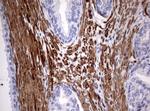 TSC1 Antibody in Immunohistochemistry (Paraffin) (IHC (P))