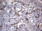 TSC1 Antibody in Immunohistochemistry (Paraffin) (IHC (P))