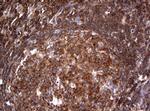 TSC1 Antibody in Immunohistochemistry (Paraffin) (IHC (P))