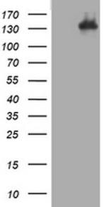 TSC1 Antibody in Western Blot (WB)