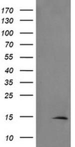 TSC22D3 Antibody in Western Blot (WB)