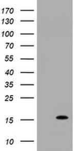 TSC22D3 Antibody in Western Blot (WB)