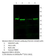 TSG101 Antibody in Western Blot (WB)