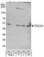 TSG101 Antibody in Western Blot (WB)