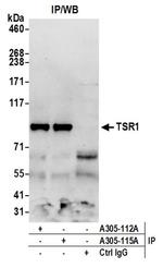 TSR1 Antibody in Western Blot (WB)