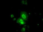 TTC32 Antibody in Immunocytochemistry (ICC/IF)