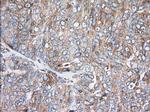 TTC32 Antibody in Immunohistochemistry (Paraffin) (IHC (P))