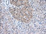 TTC32 Antibody in Immunohistochemistry (Paraffin) (IHC (P))