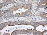 TTC32 Antibody in Immunohistochemistry (Paraffin) (IHC (P))