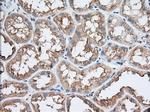 TTC32 Antibody in Immunohistochemistry (Paraffin) (IHC (P))