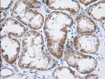 TTC32 Antibody in Immunohistochemistry (Paraffin) (IHC (P))