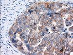 TTC32 Antibody in Immunohistochemistry (Paraffin) (IHC (P))