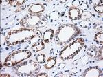 TTC32 Antibody in Immunohistochemistry (Paraffin) (IHC (P))