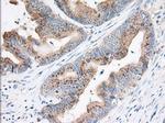 TTC32 Antibody in Immunohistochemistry (Paraffin) (IHC (P))