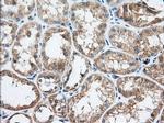 TTC32 Antibody in Immunohistochemistry (Paraffin) (IHC (P))