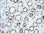 TTC32 Antibody in Immunohistochemistry (Paraffin) (IHC (P))